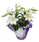 440004105958 Lily Plants 