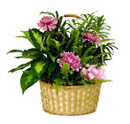 Lush Green Basket