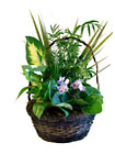 Green and Blooming Gardens