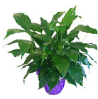 Peace Lily
