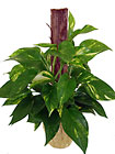 Pothos Vine on a Bark