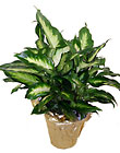 Diffenbachia Plant