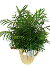 Palm Plant