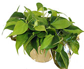 Philodendron Plant
