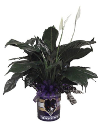 DFP453 Raven Small Tin w/peace lily plant