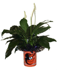 DFP459 Small Oriole Tin w/Peace Lily Plant  
