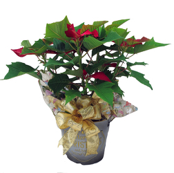DFP657 Holiday Greetings Ice Punch Poinsettia Plant 