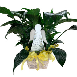 DFP926 Peace Lily Plant in Basket w/ Comfort Wooden Angel 