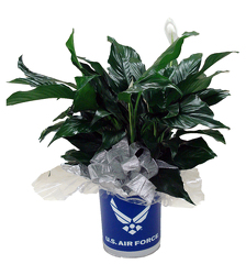 DFPF5 Air Force Tin container w/peace lily plant 