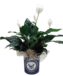 DFPN5 Navy Tin Container with Peace Lily Plant 