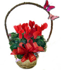 DFVP1 Hearts aflutter Cyclamen Plant 