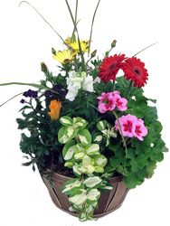 Basket of Spring Blooming Plants 