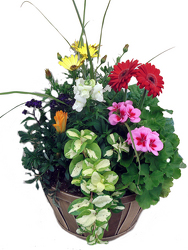 Basket of Spring Blooming Plants  