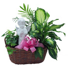DPI15 Praying Angel Dishgarden 