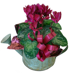 DPI5 Watering Can w/Cyclamen Plant 