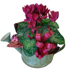 DPI5 Watering Can w/Cyclamen Plant 