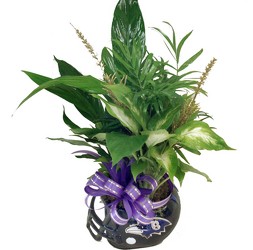 DPI6 Ravens Soupbowl Planter 