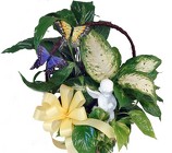 DPI7 Butterfly/angel Dish Garden 