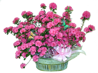 DPI8 Double Azelea Plants in Basket  