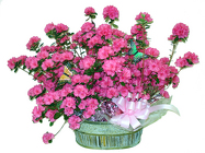 DPI8 Double Azelea Plants in Basket 