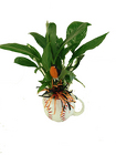 /images/DPI_10lg.jpg DPI10 Hit a Home Planter