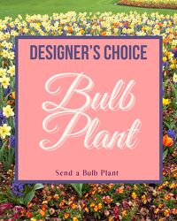 Designer's Choice - Bulb Plant 