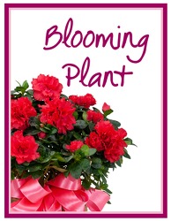 TMF-BP Blooming Plant Deal of the Day 