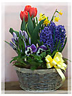 Basket of Mixed Bulb Plants