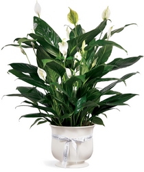 Comfort Planter