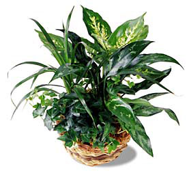 FTD Exotic Assortment