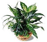 FTD Exotic Assortment