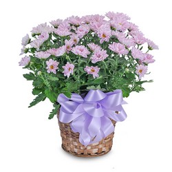 TMF-210 Lavender Chrysanthemum Basket 