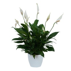 TMF-629 Peace Lily Plant in White Ceramic Container 