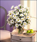 Daisies Galore
