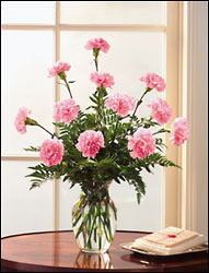 Classic Carnations