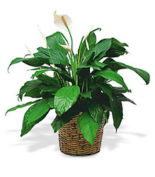 Medium Peace Lily  Plant