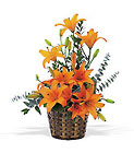 Asiatic Lilies
