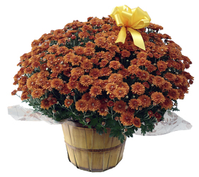 420000254904 Fall Hardy Garden Mum Plant  