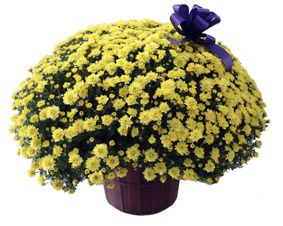 420000254928 Fall Garden Mum Plant