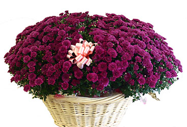 420000765487 Double Fall Mum in Basket