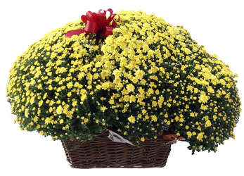 4200002544935 Fall Hardy Mum Plants in Basket  