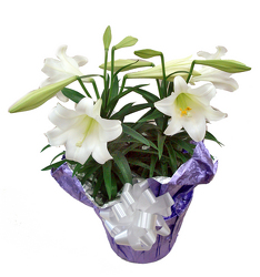 440004105958 Lily Plants 