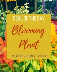 Deal of Day for Blooming Plant 