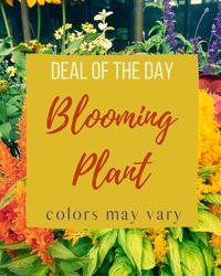 Deal of Day for Blooming Plant  