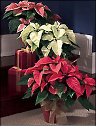 Poinsettia Plants 