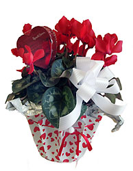 Blooming Heart  Cyclamen Plant  