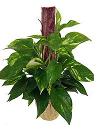 Pothos Vine on a Bark  