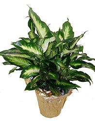 Diffenbachia Plant  