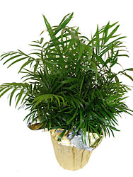 Palm Plant  