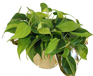 Philodendron Plant  